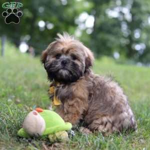 Ben, Lhasa Apso Puppy